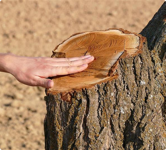 The Science of Olive Tree Pruning